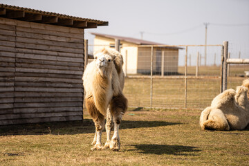 Obraz premium The zoo cage behind which the camel.The zoo cage behind which the camel