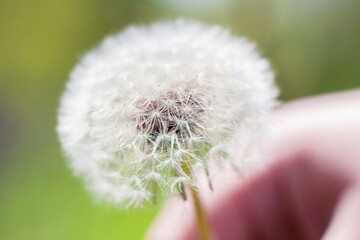 Fluffy white Dandelion. Dandelion flower close-up which is in the hand of a young man. Background for a postcard, banner, or poster.