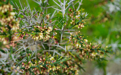 Close-up of Colletia infausta (Colletia spinosissima) with many pink  small flowers buds on spiny shrub in Arboretum Park Southern Cultures in Sirius (Adler) Sochi. Selective focus