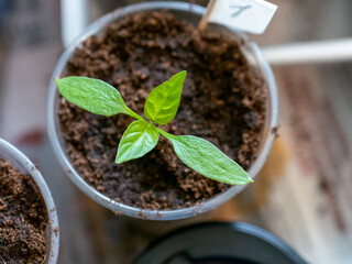A small green seedling with leaves in a transparent pot with a number with a view from above.