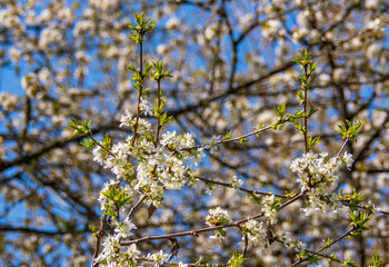 blossoming tree in spring