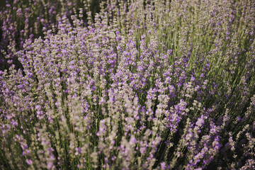 Lavender bush . Selective focus on lavender flower in flower garden. Beautiful detail of a lavender.