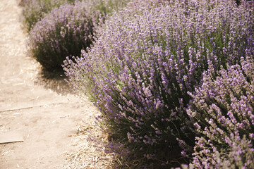 Fototapeta na wymiar Lavender bush . Selective focus on lavender flower in flower garden. Beautiful detail of a lavender.