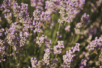 Obraz premium Bee on lavender .Selective focus on lavender flower in flower garden. Beautiful detail of a lavender.