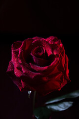 Fototapeta na wymiar Closeup red contrast rose on black background