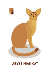 Abyssinian cat - vector illustration in flat style