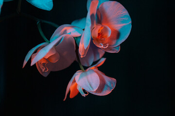 Closeup colored contrast orchids on black background