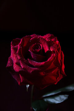 Closeup red contrast rose on black background