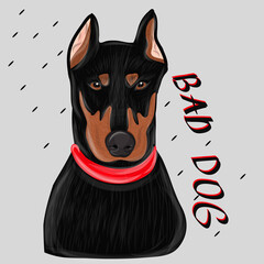 Doberman Criminal bad dog. Vector illustration for greeting card or poster, print on clothes. Doberman.