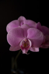 Obraz premium Closeup pink contrast orchids on black background