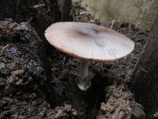 Paddy straw mushroom (Volveriella sp.)