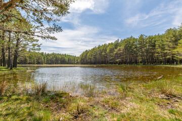 Fototapeta na wymiar Small lake sorrouned by pine trees. 