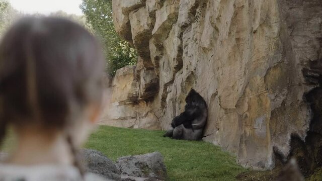 Eastern gorilla sits with his back against a rock mountain. 