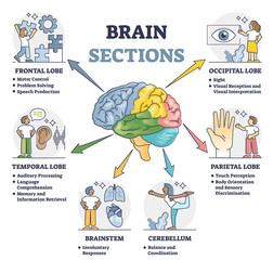Brain sections and organ part functions in labeled anatomical outline diagram. Medical biological explanation scheme with lobe, brainstem and cerebellum description vector illustration. Cerebral graph - obrazy, fototapety, plakaty