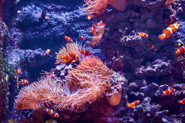 Clownfish near corals