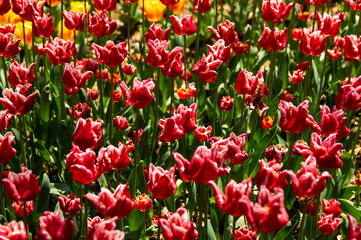 チューリップ畑