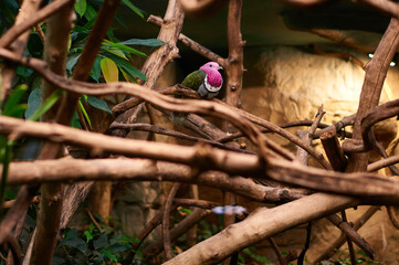 Pinkheaded fruit dove sitting in tree branches