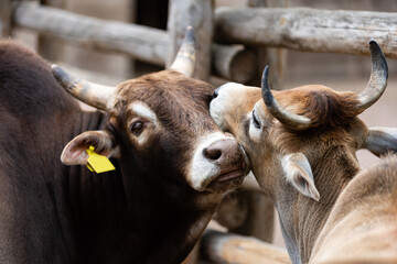 cow and bull hug in the camp
