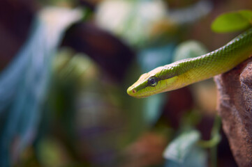 Selective focus of head of green snake