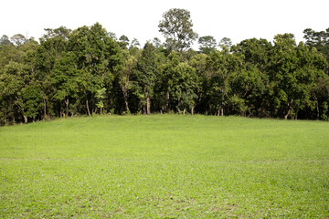 Lawn and trees green background with Beautiful lawn The shadows of the shrub