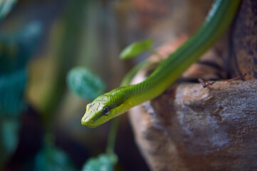 Selective focus of head of green snake