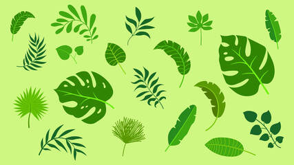 Fototapeta na wymiar Vector set tropical leaves palm summer exotic jungle green leaf illustration. Tropical plant botanical Hawaii nature decoration floral green leaves. Flower tropic beach monstera tree.