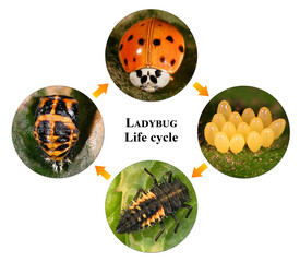Ladybug (ladybird), Harmonia axyridis (Coleoptera: Coccinellidae). Development stages - eggs,...