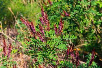 Amorpha fruticosa - purple flowering plant, known by several names - desert false indigo, false indigo-bush and bastard indigobush