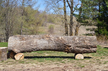 The cut trunk of an alder tree lying on the ground