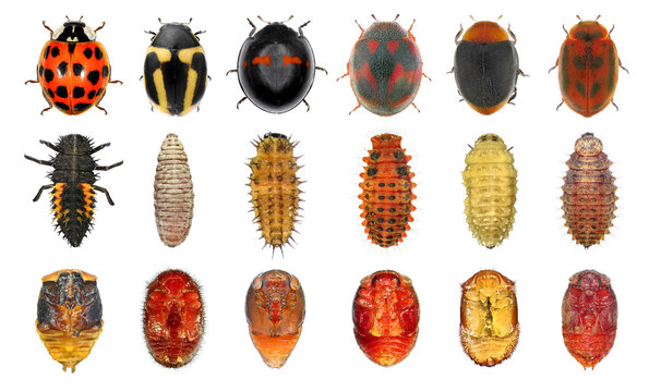Ladybugs: Harmonia axyridis, Hyperaspis trifurcata, Chilocorus bipustulatus, Rodolia cardinalis, Novius cruentatus and Cryptolaemus montrouzieri. Development stages. Isolated on a white 
