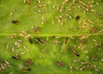 Aphids (plant lice, greenflies, blackflies or whiteflies) are among the most destructive insect pests on citrus plantation in temperate regions 