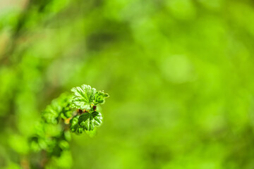 natural background. young bright green gooseberry leaves