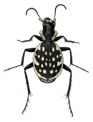 Carnivorous beetle, Graphipterus multiguttatus (Coleoptera: Carabidae). Adult. Dorsal view. Isolated on a white background 