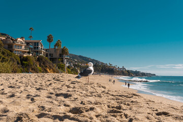coast los angeles sand seagull