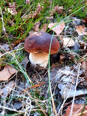 orange cap boletus