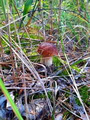 mushroom in the forest