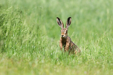 Timid rabbit in the green grass