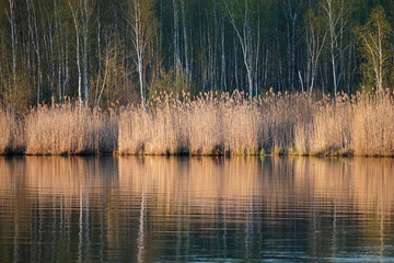 Reeds near the shore of the lake on a spring evening. Reflection of trees in the water. Horizontal shot.	