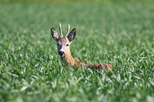 Young Roe deer in a green wheat field