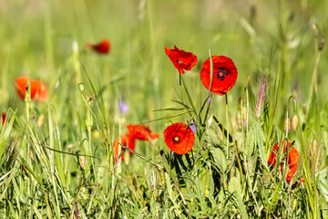 poppies in a meadow in the morning light