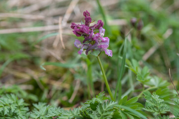 Hohler Lerchensporn
