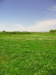 一面にシロツメクサ咲く初夏の江戸川河川敷風景