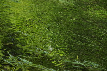 緑の水面