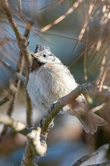 crested tit on a tree branch