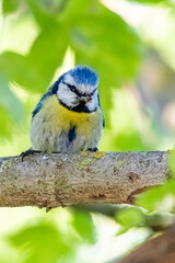 blue tit on a tree branch