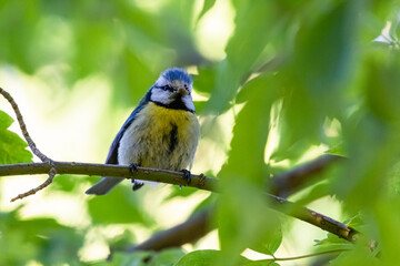blue tit on a tree branch