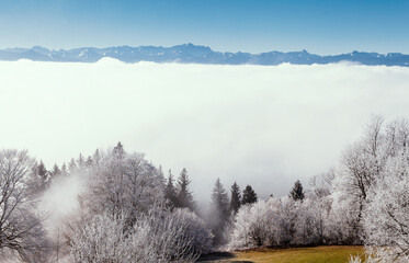 Hochnebeldecke mit Bäumen mit Raureif im Vordergrund und Alpenkulisse im Hintergrund