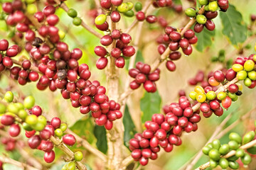 Coffee tree with ripe fruits. Colombian coffee cultivation. Seeds with dew