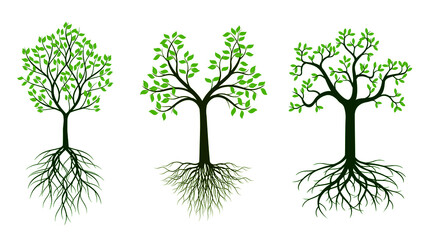 Obraz premium Green Tree. Vector outline image.