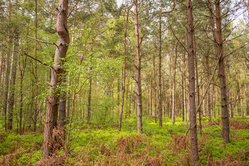 Ancient woodland in England's forest glade showing the greenery and the tree trunks.